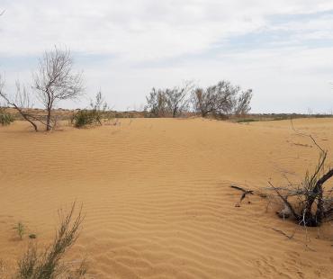 The Kyzylkum Desert