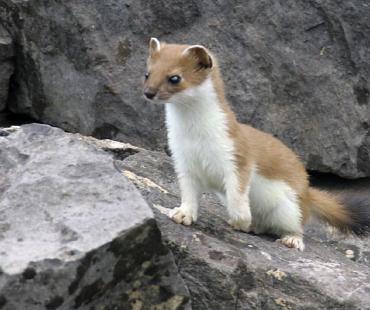 Fauna in Uzbekistan