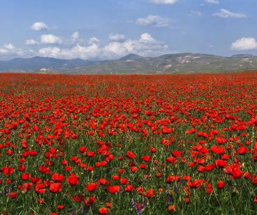 Flora di Uzbekistan